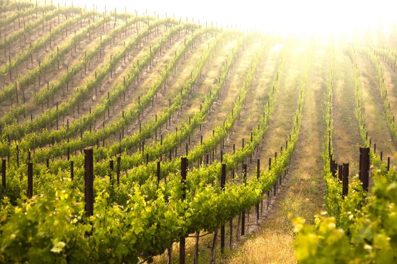 Restaurant autour de Mâcon · Vignoble Saône-et-Loire · L’O des Vignes 